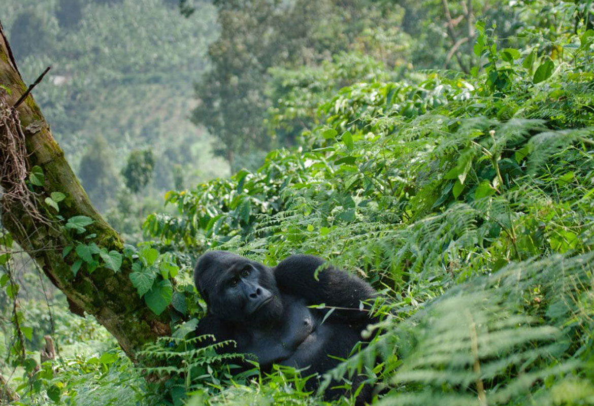 Bwindi Impenetrable National Park (Kisoro areas)