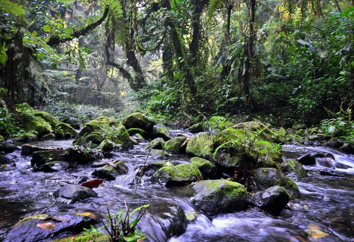 Kashasha River (Buhoma to Nkuringo trail)